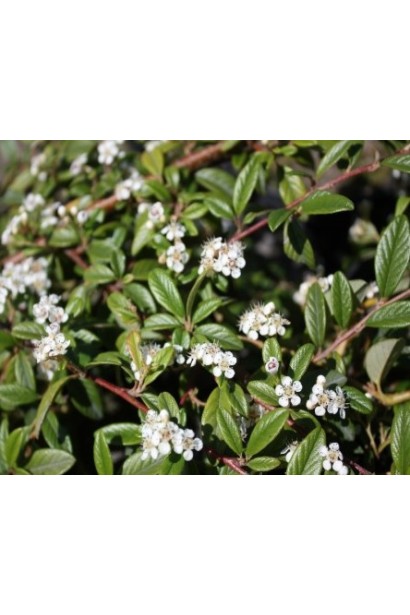 Куст кизильника ивового